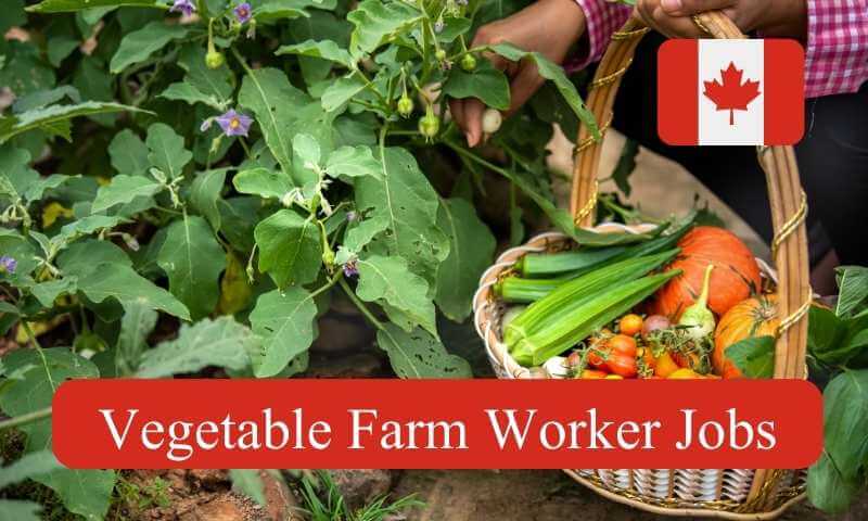 Vegetable Farm Worker Jobs in Canada